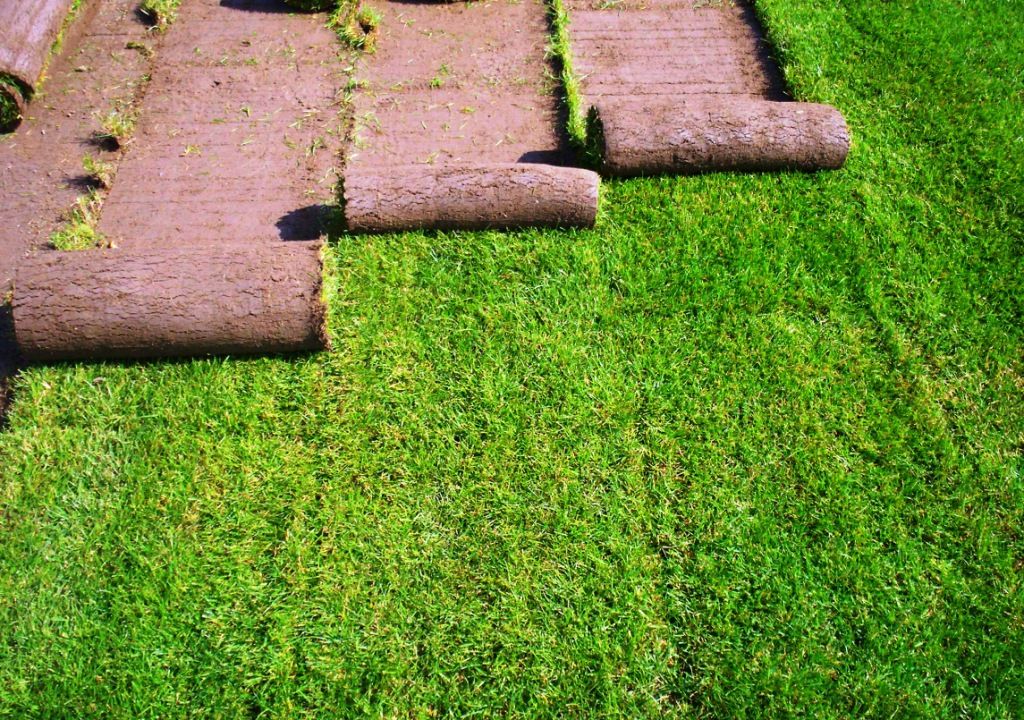 Рулонные газоны: путь к идеальному зеленому покрытию